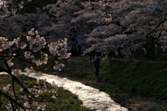 観音寺川③