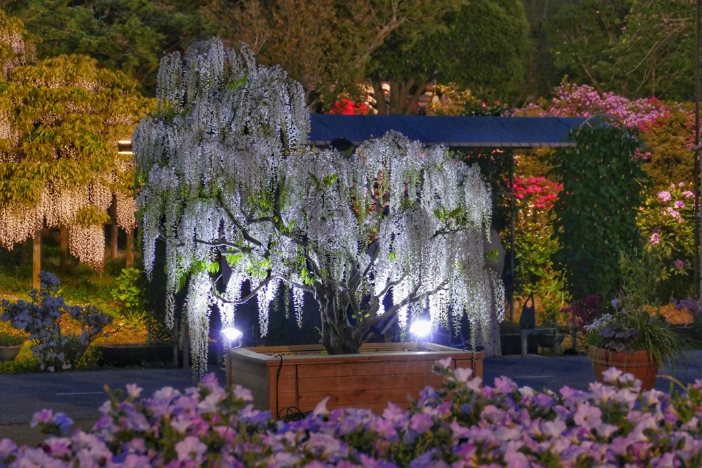 あしかがフラワーパーク１０