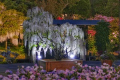 あしかがフラワーパーク１０