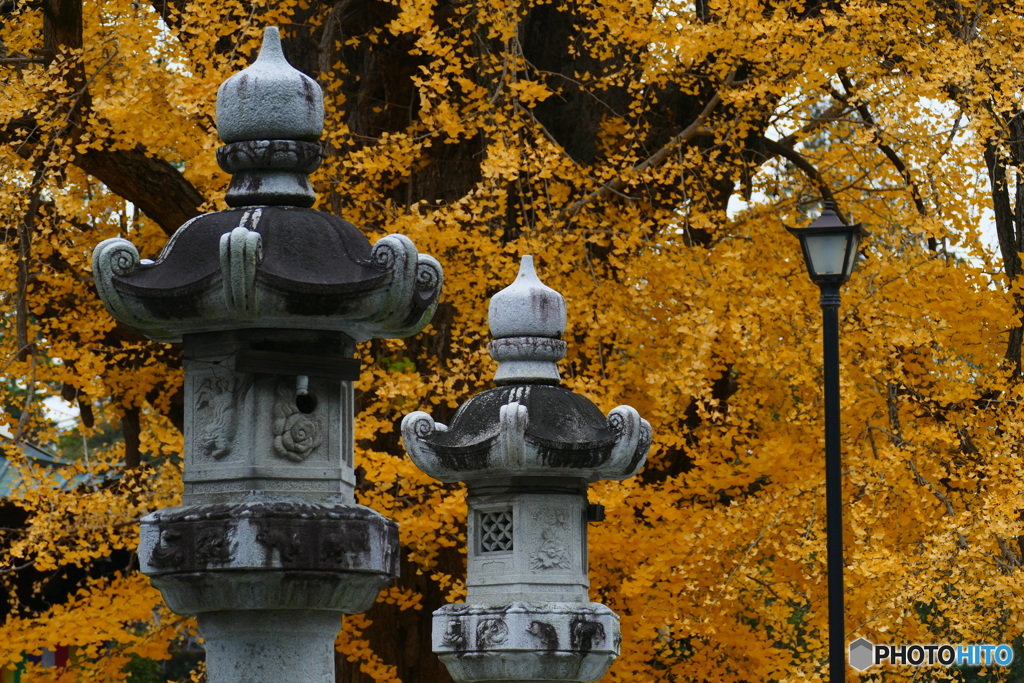 御神木、堂々と