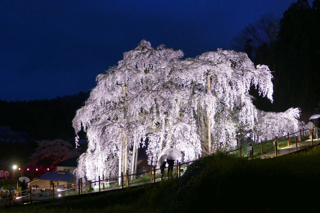 雨の三春滝桜１