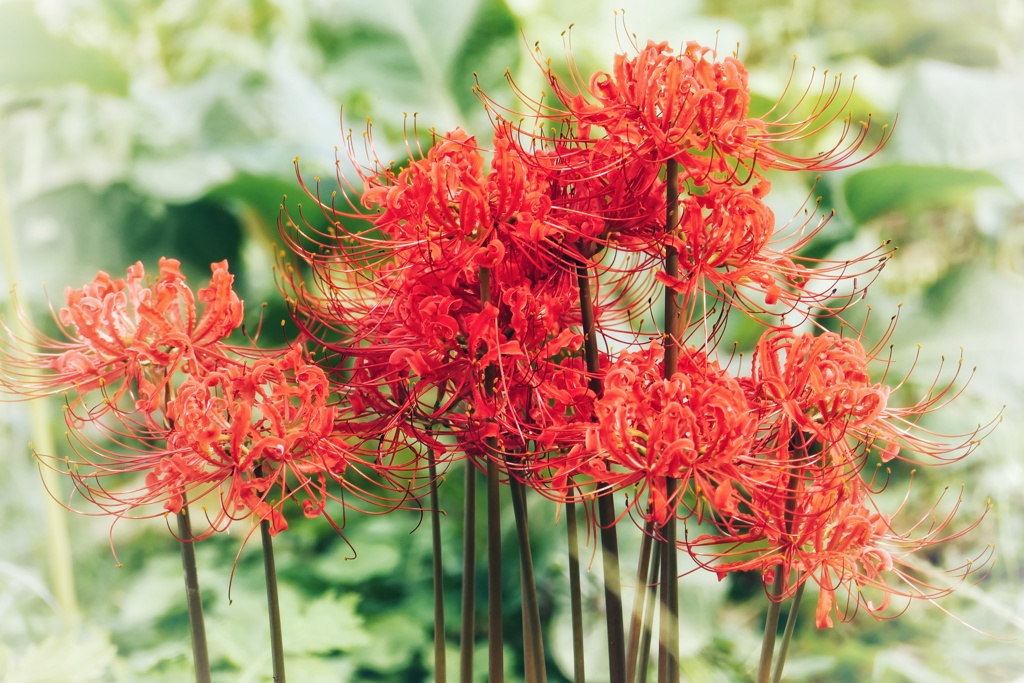 曼珠沙華