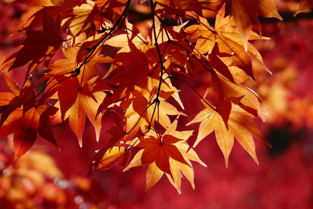 紅葉７