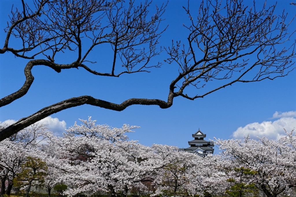 白河小峰城の春 ３