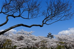 白河小峰城の春 ３