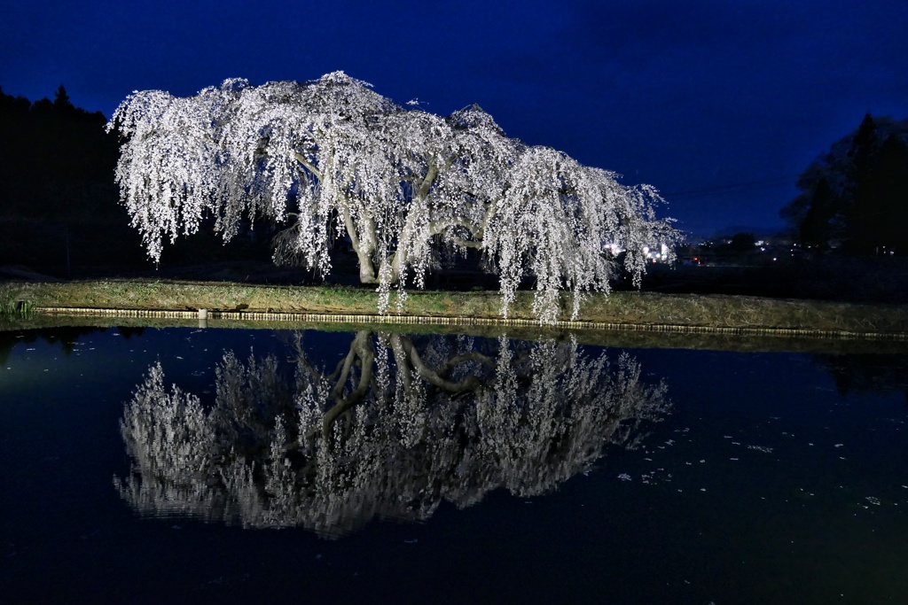 花園枝垂れ桜