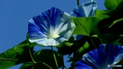 空色の花
