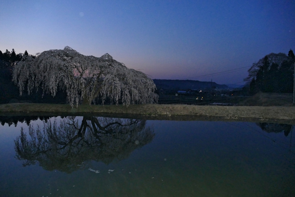 花園しだれ桜 １