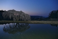 花園しだれ桜 １