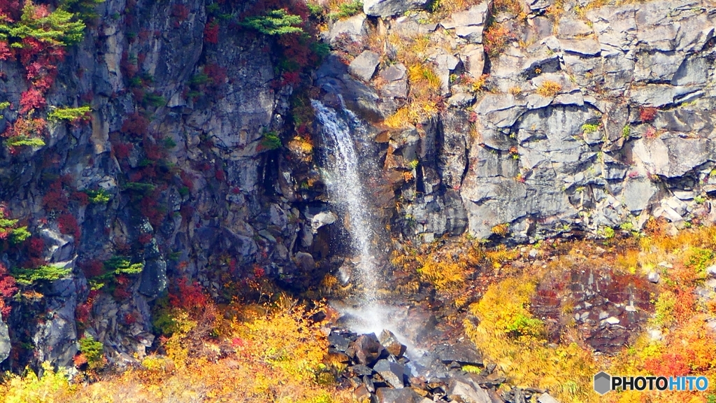 五葉松平さらにアップ