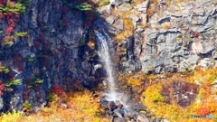 五葉松平さらにアップ