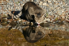 水飲みニャンコ