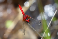ハッチョウトンボ