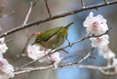 ウメジロー