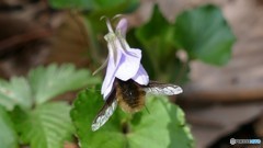 ビロードツリアブ