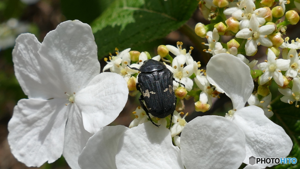 クロハナムグリ