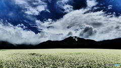 蕎麦畑 3 @下郷猿楽台地