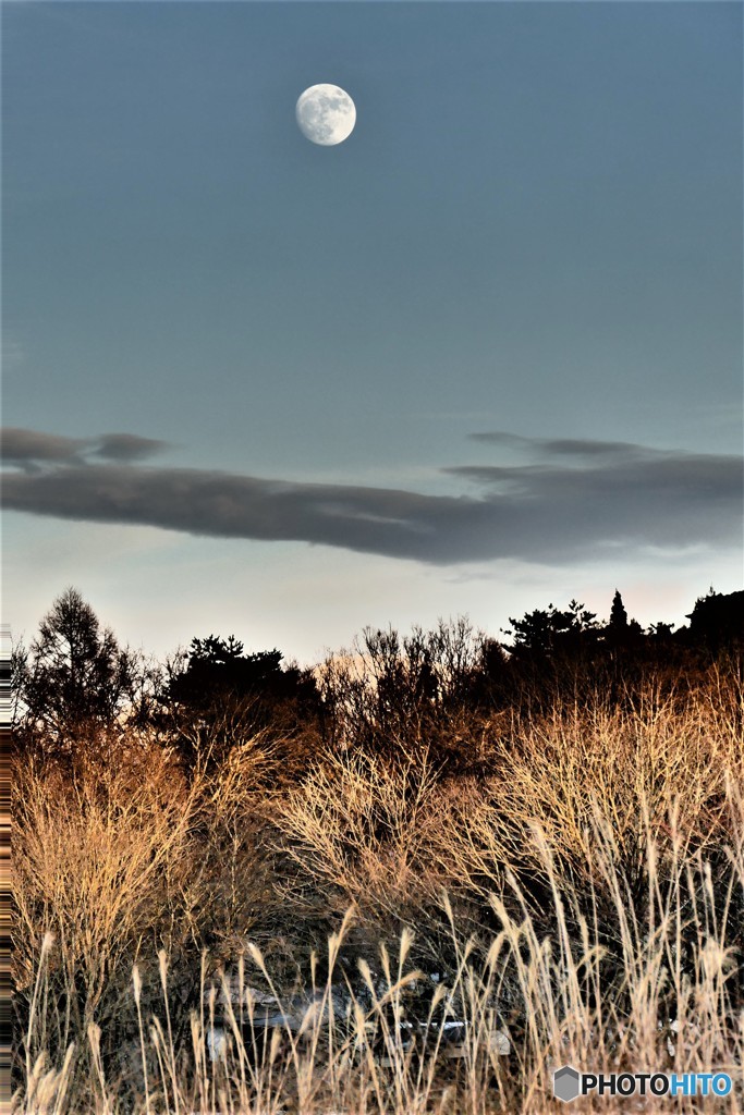 ススキと月