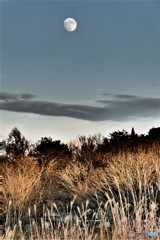 ススキと月