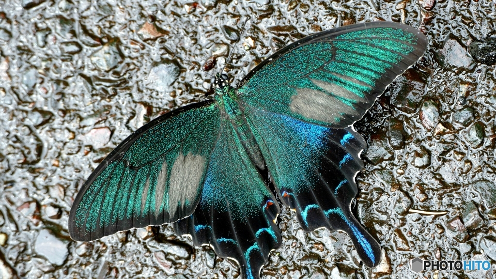 濡れた路面で給水中