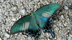 濡れた路面で給水中