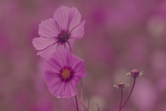 秋桜