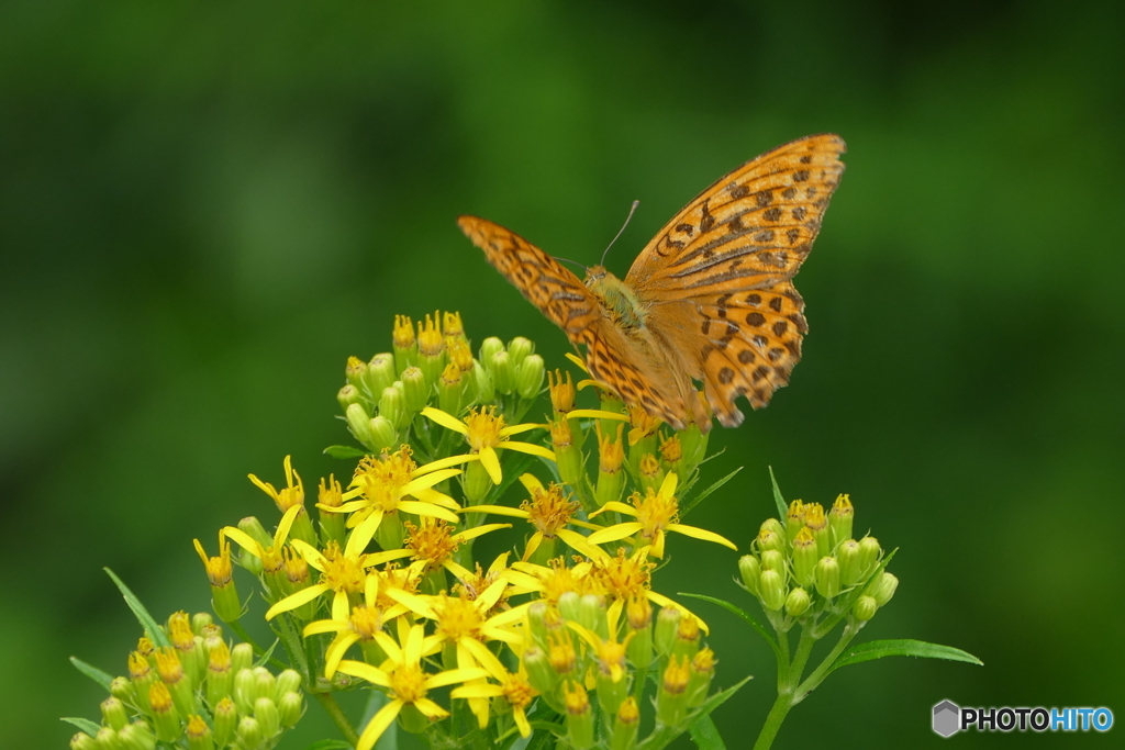 ヒョウモンチョウ