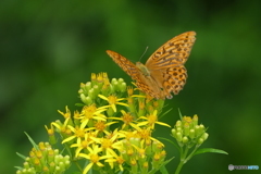 ヒョウモンチョウ