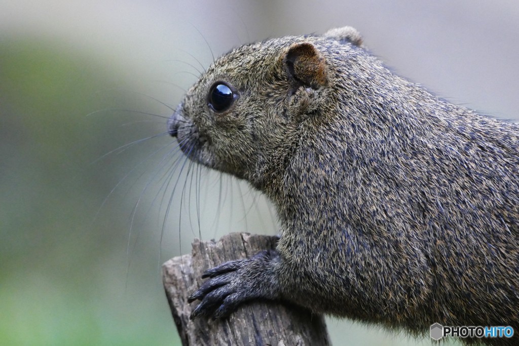 町田の、リス　３