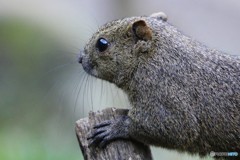 町田の、リス　３