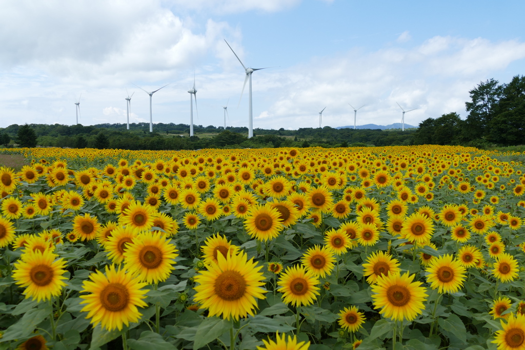 ヒマワリ高原①