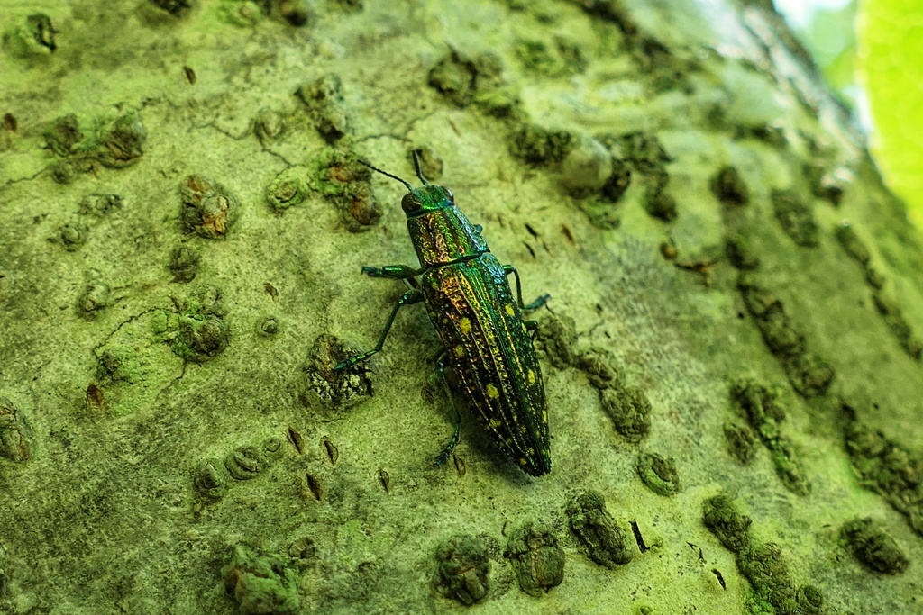 アオマダラタマムシ by shigerukatoh （ID：12475400） - 写真