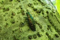 アオマダラタマムシ