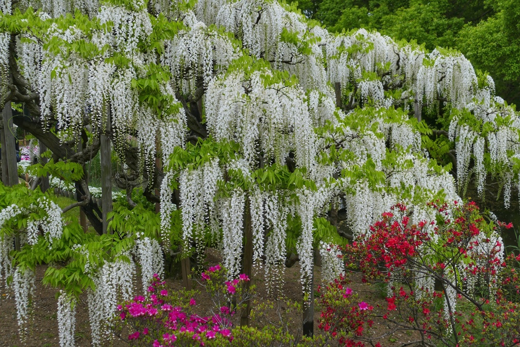 あしかがフラワーパーク２