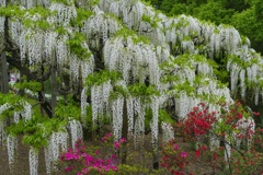 あしかがフラワーパーク２