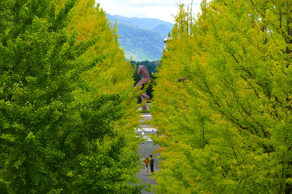 緑のイチョウ並木２