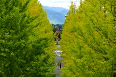 緑のイチョウ並木２