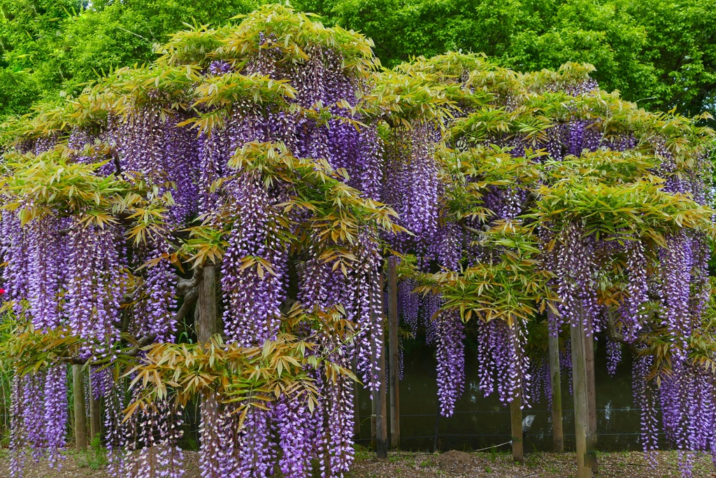 あしかがフラワーパーク１