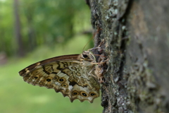 キマダラヒカゲ