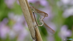 ラブラブハートで交尾中(^_^;)