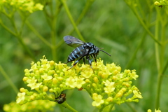 ルリモンハナバチ