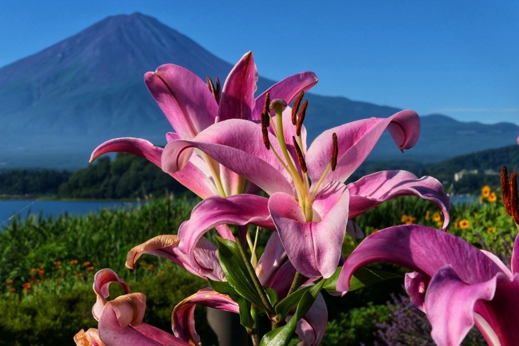 富士山プラスワン