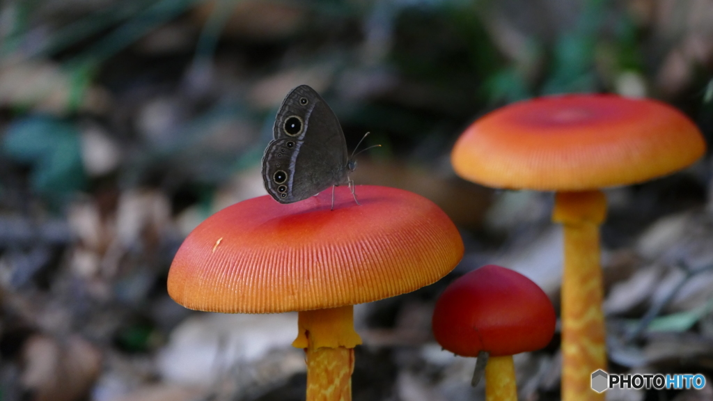 ひと・や・す・み