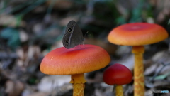 ひと・や・す・み