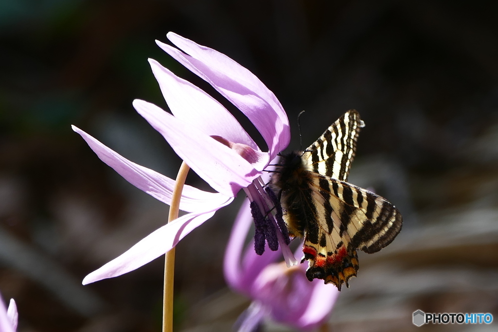 カタクリと、ヒメギフチョウ２