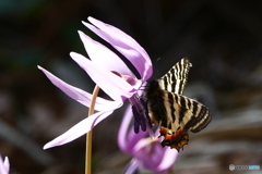 カタクリと、ヒメギフチョウ２