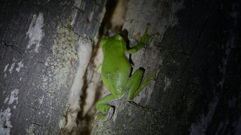 食を求めて大冒険