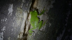 食を求めて大冒険