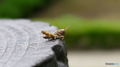 手すりでマッタリ