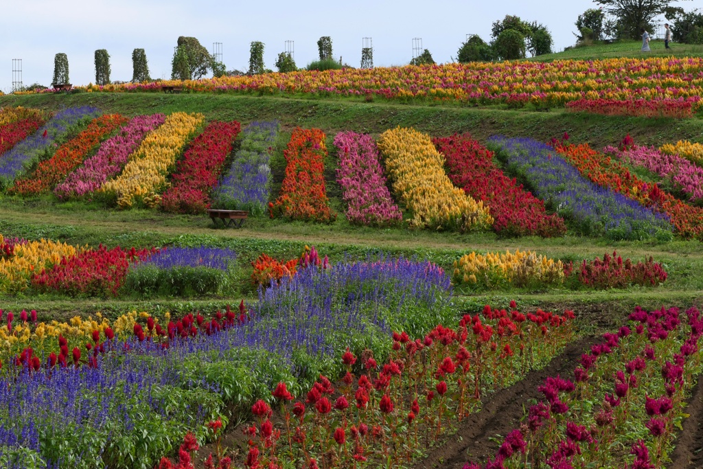 フラワーワールド3